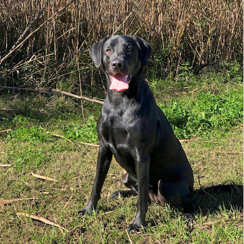 veterinarian in Abbeville LA