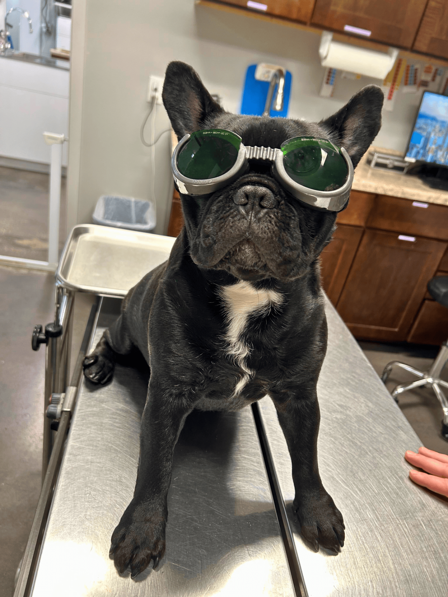 Finley Laser Therapy Finley Laser Therapy
