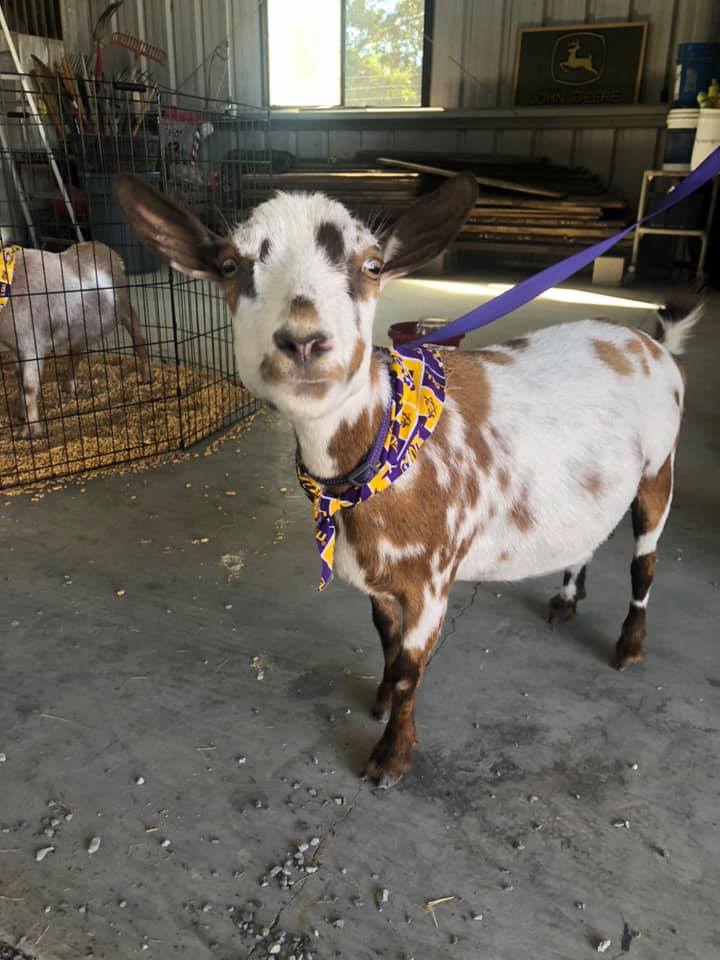 A goat with a leash on in an indoor area.