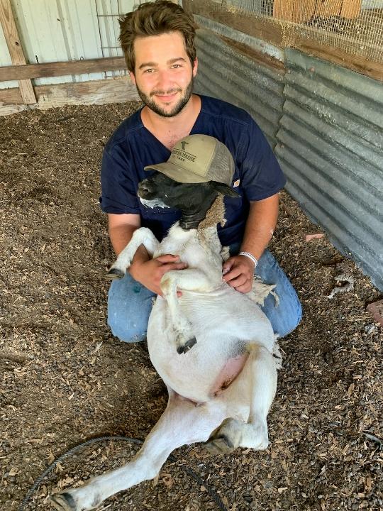 A man kneeling down next to a sheep.